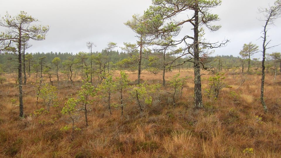 Åstorpsmossen direkt syd om Lindfors utefter vägen mot Sutterhöjden är räddad åt framtiden. Naturskyddsföreningen i Karlstad är en av tre instanser som överklagat beslutet att tillåta brytning av torv i mossen.